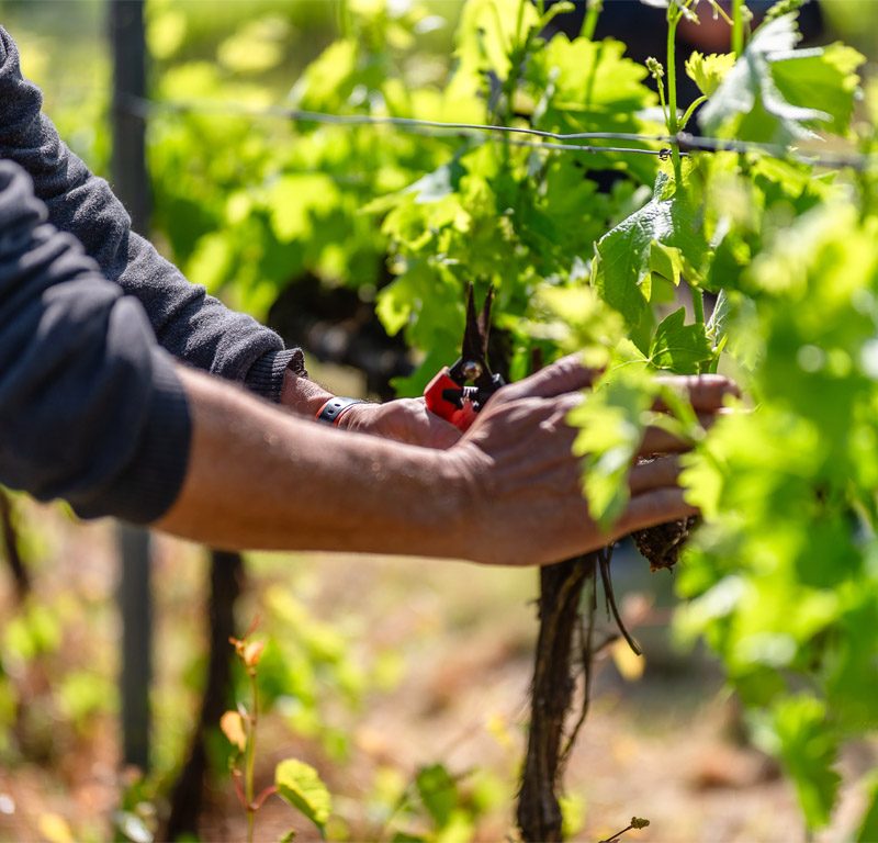 In vigna con noi: scelta germogli