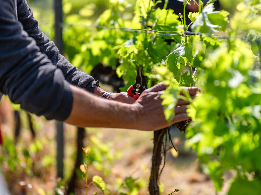 In vigna con noi: scelta germogli