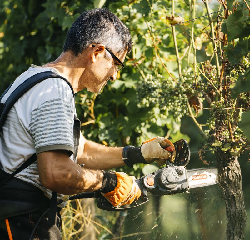 In vigna con noi: dendrochirurgia
