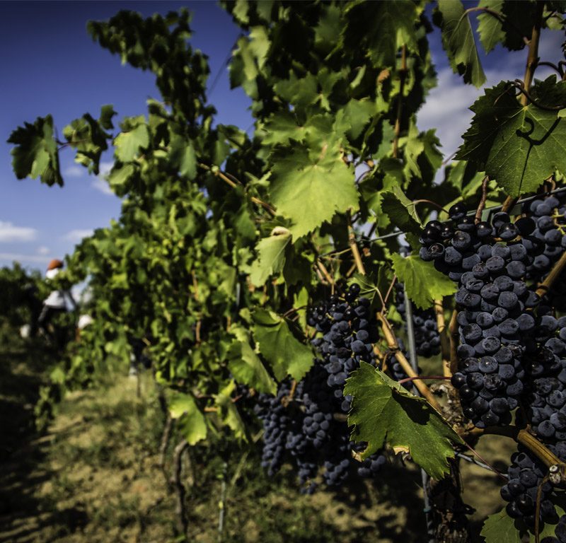 In vigna con noi: la magia della vendemmia