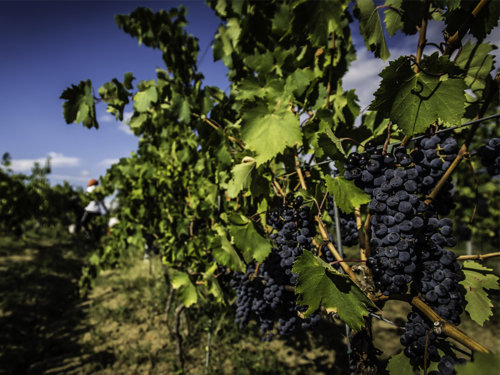 In vigna con noi: la magia della vendemmia